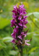 NORTHERN MARSH ORCHID