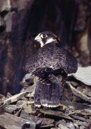 PEREGRINE FALCON