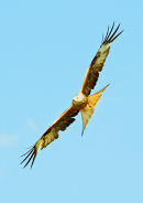 RED KITE