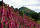 FOXGLOVES ON THE LAWLEY
