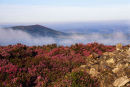 CORNDON FROM CRANBERRY ROCK