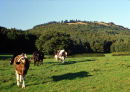 THE WREKIN FROM THE SOUTH