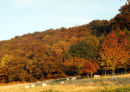 WENLOCK EDGE IN AUTUMN