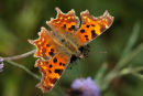Comma