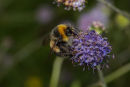 Bumble bee