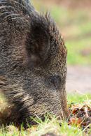 Wild Boar foraging close up