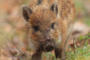 Wild Boar piglet