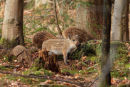 Foraging piglets
