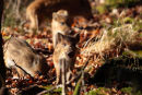 Wild Boar piglets in a woodland