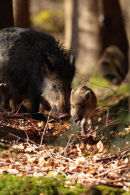 A sounder of Wild Boar move silently through a wood