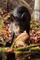 Wild Boar and piglet in the Forest of Dean