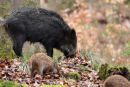 Wild Boar and piglets in the Forest of Dean