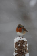 Robin in the snow