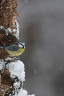 Blue tit