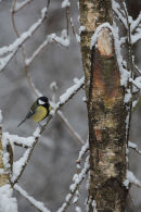 Great tit