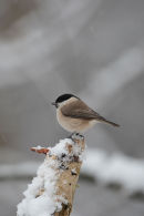 Marsh tit