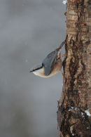 Nuthatch in the snow