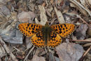 Pearl bordered fritillary