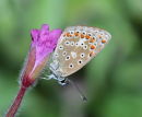 Chalkhill blue on willowherb