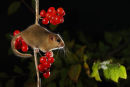 Common Dormouse