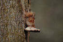 Red Squirrel