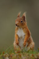 Red Squirrel