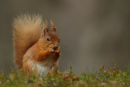 Red Squirrel