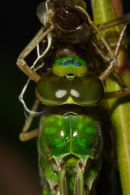 Dragonfly emerging