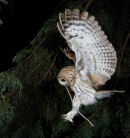 This Tawny Owl has two owlets to feed, and it's going in the box with what is the longest earthworm I've ever seen.
Although the composition's good, the flash hasn't quite frozen the motion. Try again!