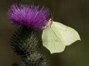 Brimstone on thistle