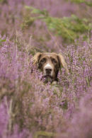 Springer spaniel in heather