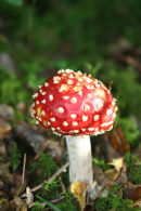 Fly agaric