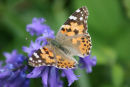 Painted lady on bluebell