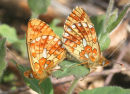 Pearl bordered fritillaries mating