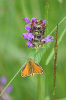 skipper and self heal