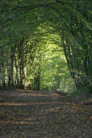 Ancient forest track