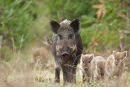 Wild Boar and piglets