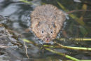 Water vole swimming