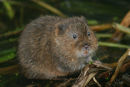 Water vole