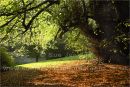 green to brown