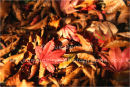 autumn floorscape