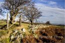 field boundary on Brecon common land