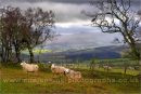 sheep and a patch of light