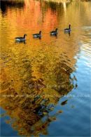 'on golden pond'