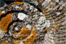 ammonite