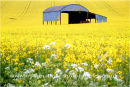 rape and barn