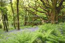 bluebell woods