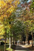 autumn avenue