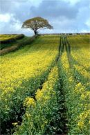 rape and tree
