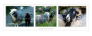 lakeland sheep